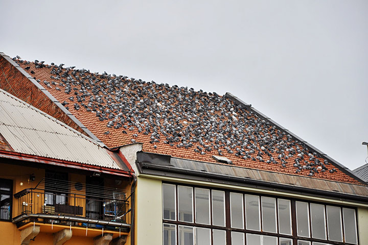 A2B Pest Control are able to install spikes to deter birds from roofs in Neasden. 
