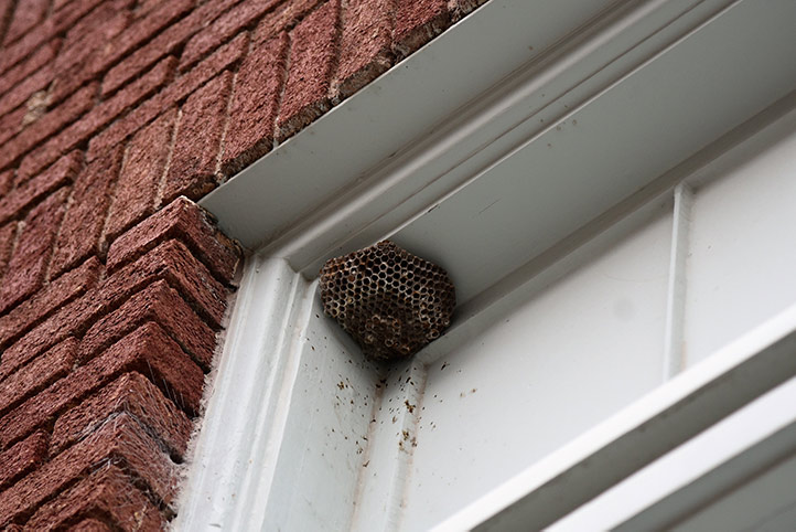 We provide a wasp nest removal service for domestic and commercial properties in Neasden.